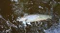 Fish from the muddy water